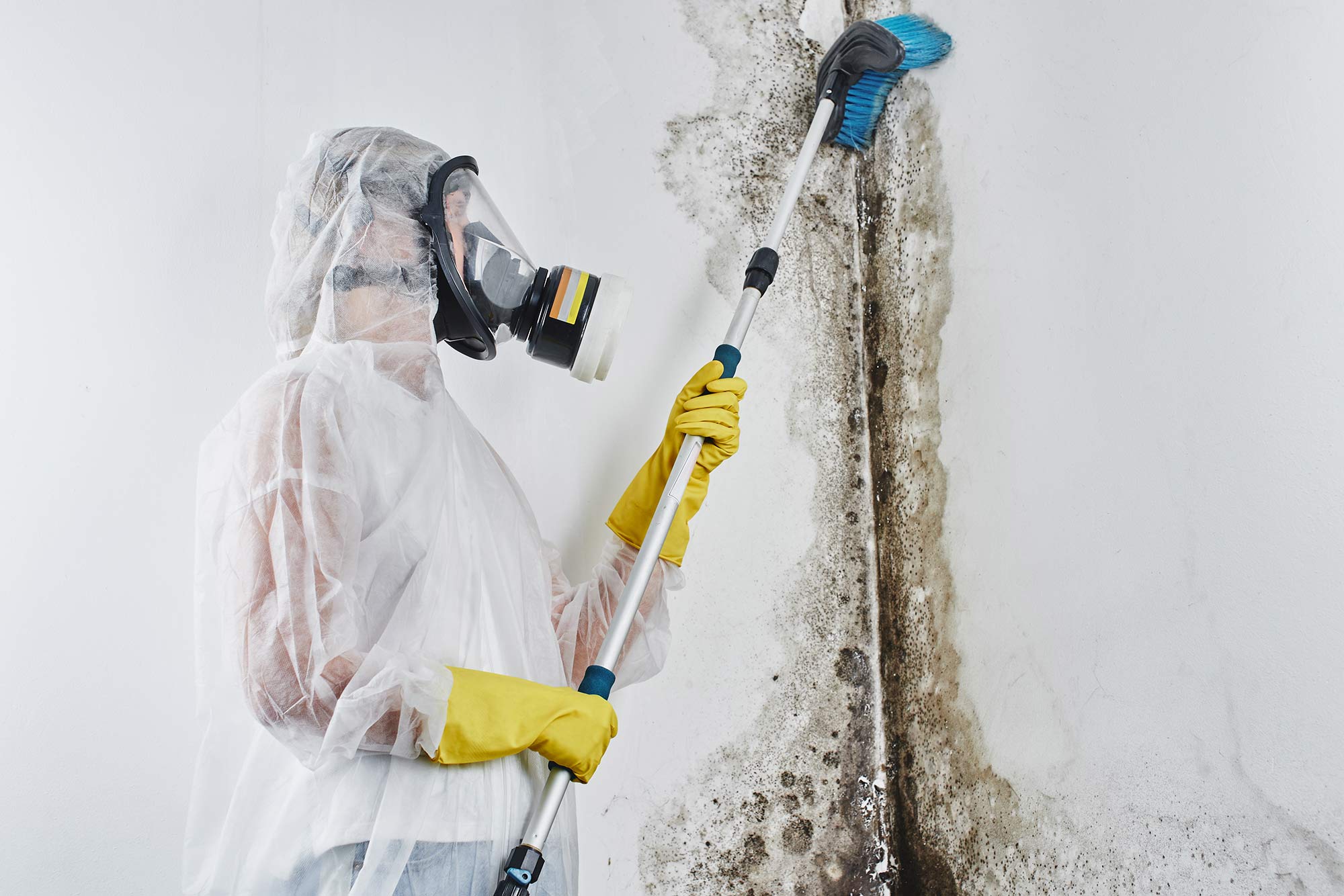 Expert Mold Cleaning Services